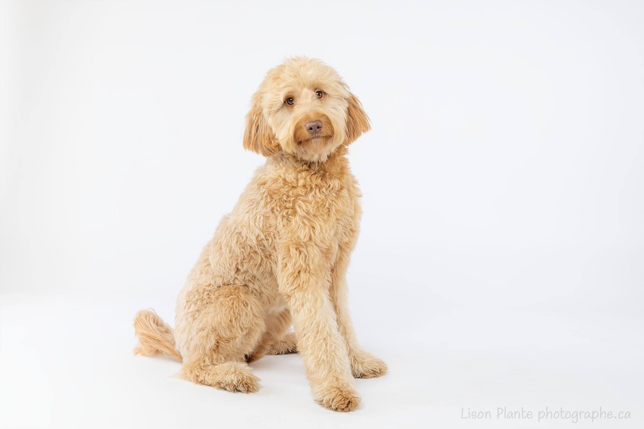 Photo d'un superbe chien blond sur fond blanc